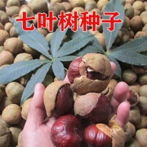绿化用七叶树种籽新采七叶树种子梭椤树种子园林乔木