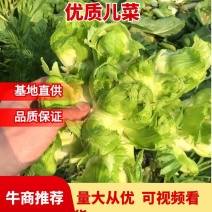 四川精品儿菜，基地直发，量大从优，质量保证，欢迎选购