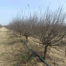 6公分一级榆叶梅65装车货源潍坊