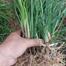 麦冬草