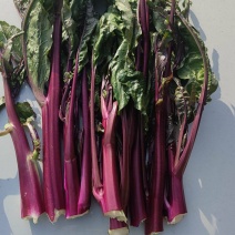红油菜苔，基地直发，一手货源，高端品质