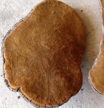 [桑黄批发]紫油黄价格900.00元/公斤 - 一亩田