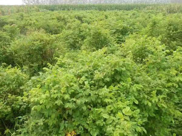 百合种植田实景图