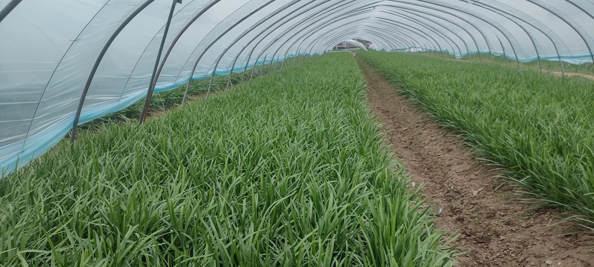 韭菜大棚种植管理场景