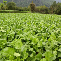 四川绵竹三百多亩儿菜基地已熟了，正等待您的到来。