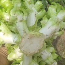 儿菜