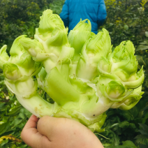 儿菜精品儿菜基地直发一直有货