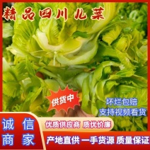 四川儿菜大娃娃菜现货供应商超直供全国发货