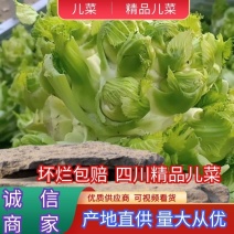 【推荐】四川儿菜大娃娃菜量大质优商超直供全国发货