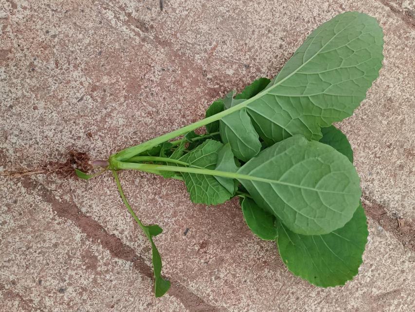 展示一株完整的油菜植物,重点标注出嫩茎和叶子的可食用部位 油菜植株与可食用部分展示