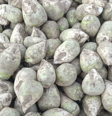 [芥菜批发]光头芥菜价格0.20元/斤 - 一亩田