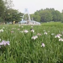 花菖蒲