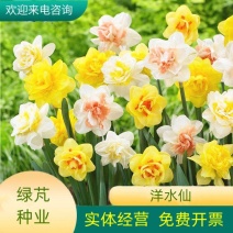 进口水仙花种球洋水仙花种球水仙花种球水培土培植物漳州水仙