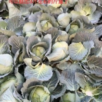 湖北甘南白菜