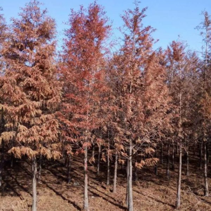 嘉兴池杉产地行情