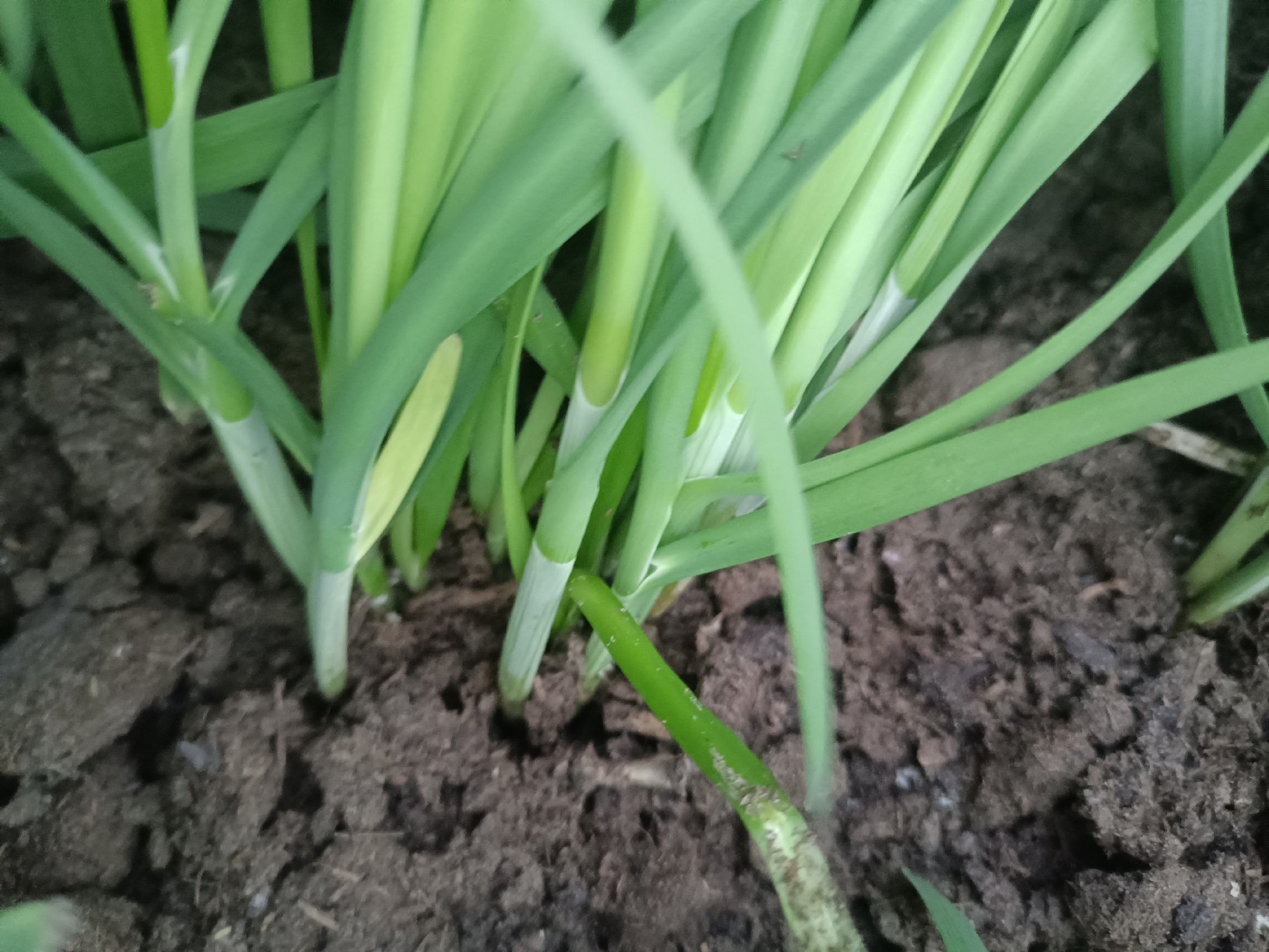 大叶韭菜盆栽在阳台种植的实景图