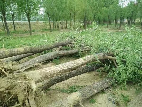 除草剂喷洒在杂草和树木附近的场景