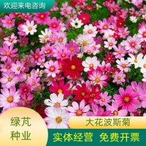 波斯菊花种子格桑花种子籽四季开花易活庭院野花组合种子