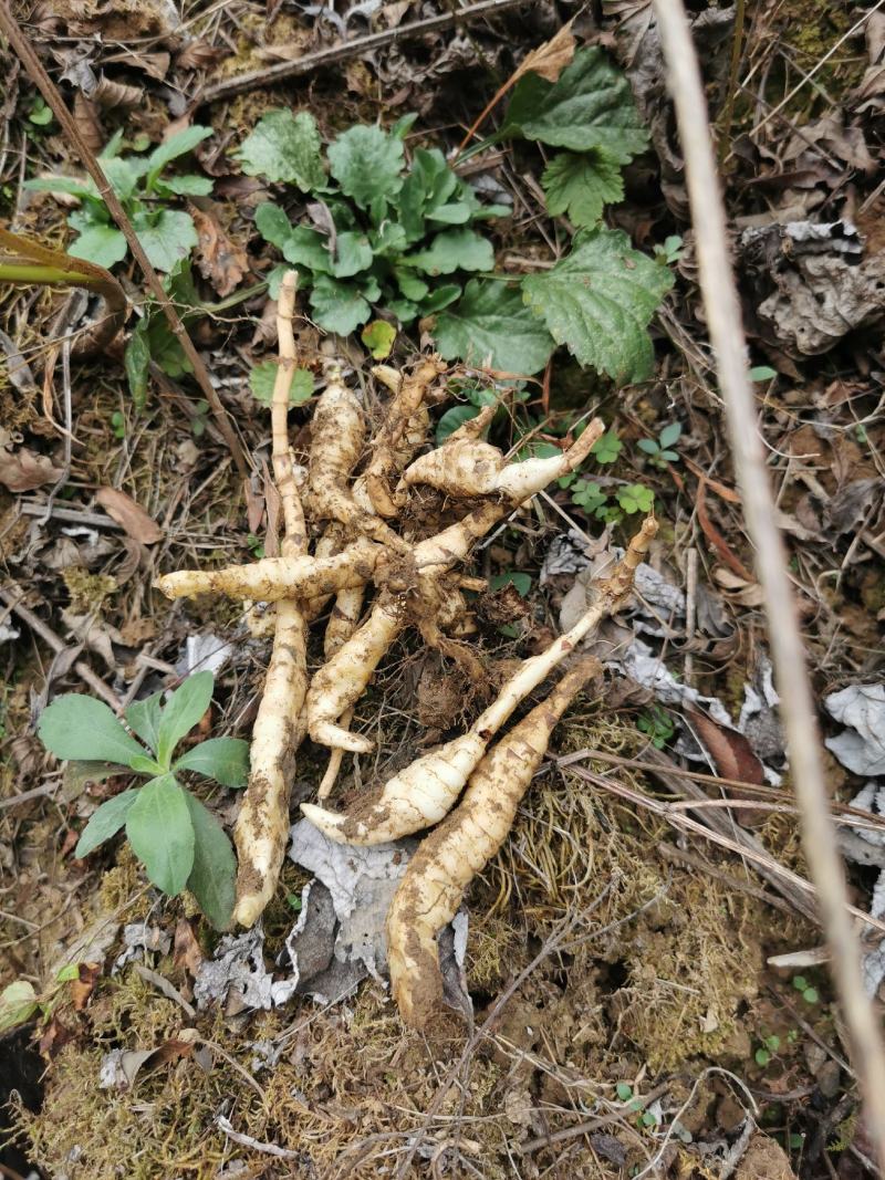 地参虫草参地笋泽兰根