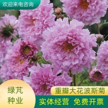 波斯菊种子四季易种易活室外阳台庭院盆栽花种重瓣混色格桑花