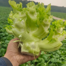 儿菜颗粒饱满清秀无抽苔平均2斤以上。货美价廉售后无忧