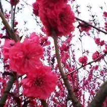 红叶碧桃