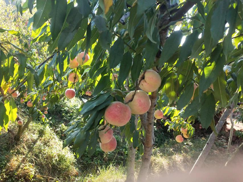一片冬桃果园,树上挂满成熟的冬桃,背景为初春的阳光和薄雾 冬桃果园
