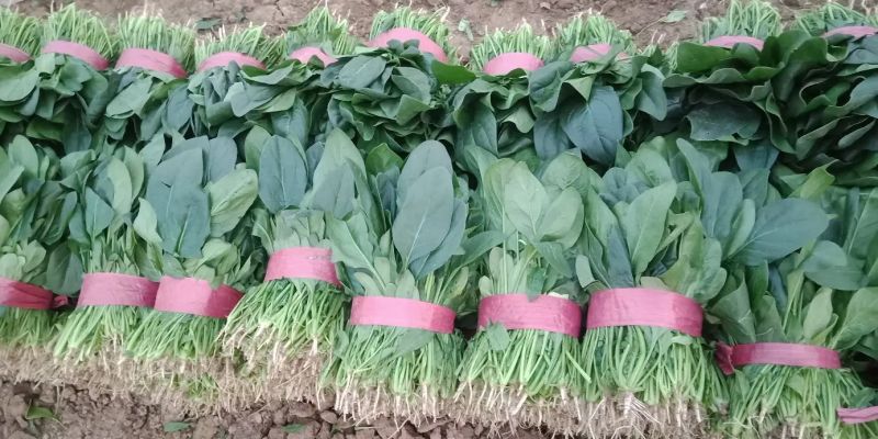 小叶菠菜采收与包装流程图