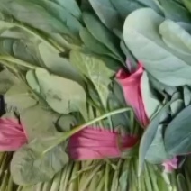 河北衡水宝华疏菜市场菠菜已经上市了