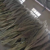 贵州干花芦苇大量供应，产地直发可视频看货量大优惠