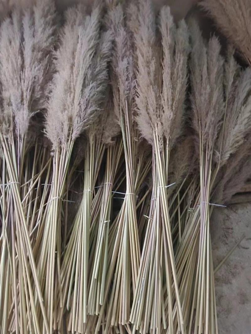 贵州干花芦苇大量供应,产地直发可视频看货量大优惠