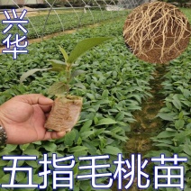 五指毛桃苗带营养杯好种易活