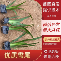 燕尾中袋苗
