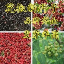 四川花椒树种子正宗大红袍花椒种子韩城九叶青花椒无