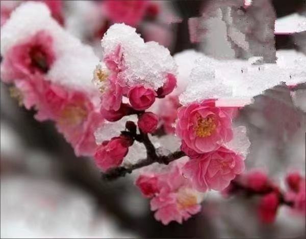 红梅盛开在冬季的庭院