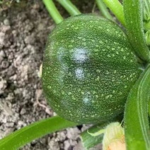 早熟西葫芦种子春秋种植坐果力强耐寒优质品种商品性好