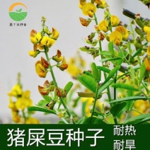 猪屎豆种子多年生草本植物耐寒耐旱灌木园林绿化灌木种子