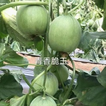 杂交薄皮甜瓜种子早熟高产绿宝甜瓜肉质脆爽皮薄肉厚香味浓郁