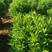 非洲茉莉球，基地直销，现货图片