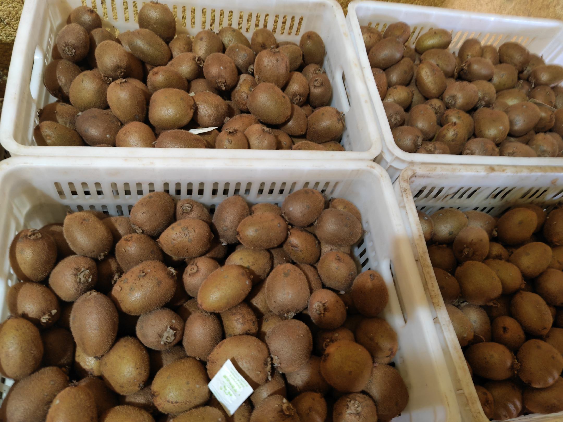 海沃德猕猴桃新鲜采摘，果实坚硬