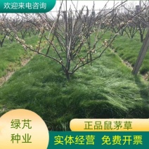 鼠茅草种子果园树林绿肥种子鼠茅草种子正品种子