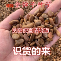 金弹子种子金单弹子树苗种子金单弹子果乌柿种子珍贵盆景树种