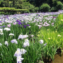 花菖蒲