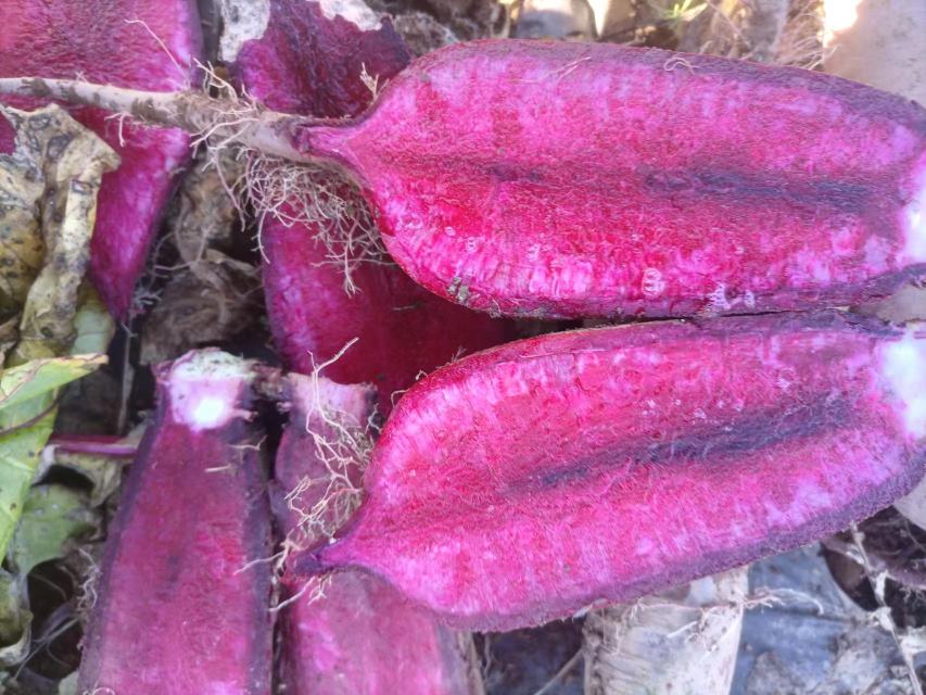 红皮萝卜整体外观特写