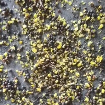 俄罗斯进口菜籽44以上含油，水分7个这样，杂质少满洲里现