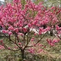 红花碧桃