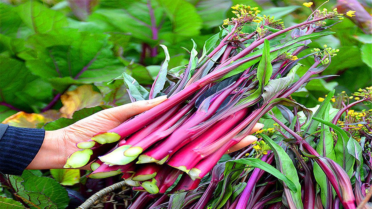红菜苔老叶手工摘除操作特写