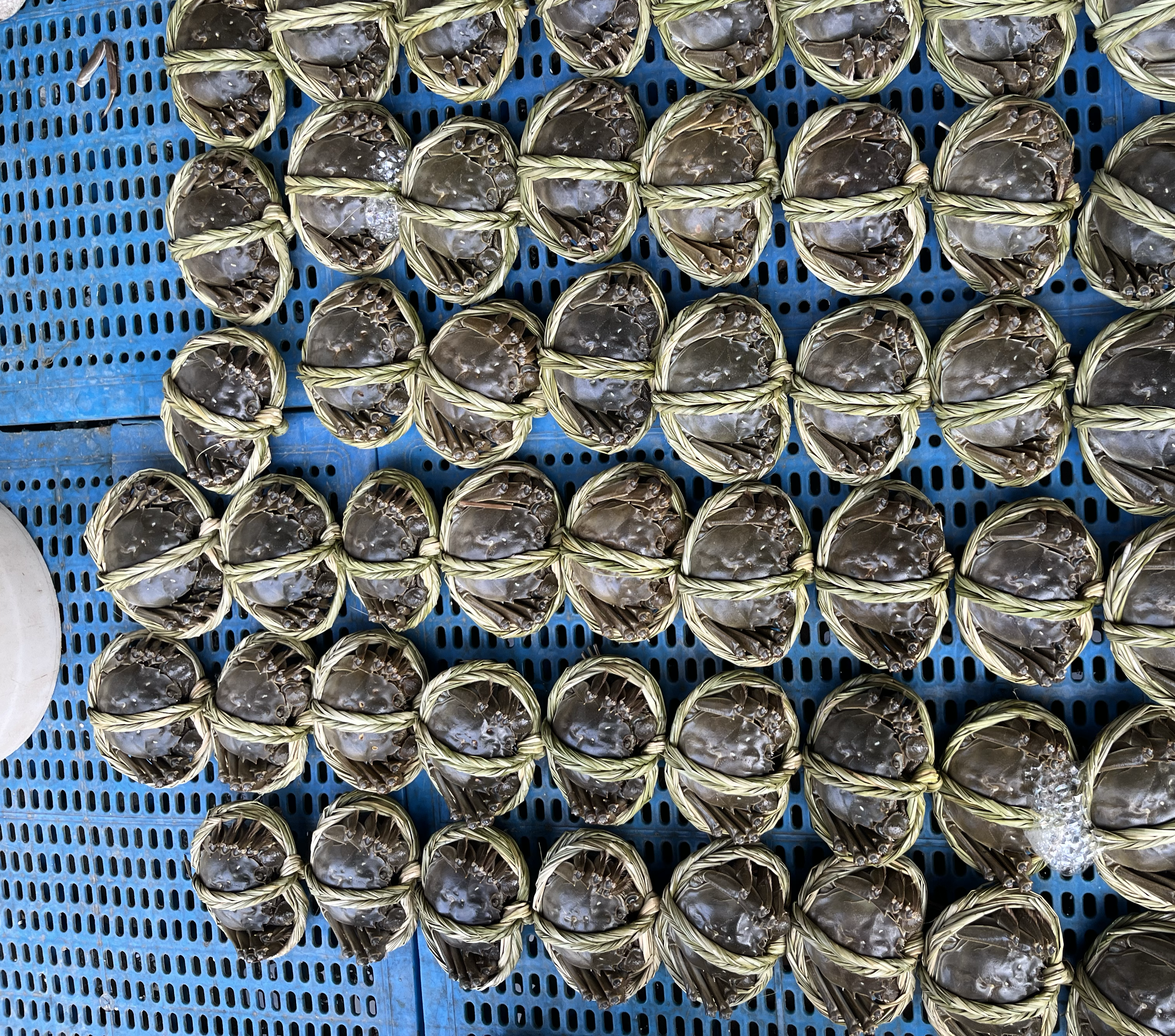 不同规格和性别的远海梭子蟹整齐摆放,便于选别 梭子蟹按大小和性别分类摆放