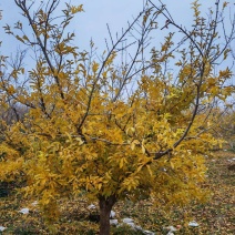 精品石榴树泰山红新疆大籽北畔等等，基地直发