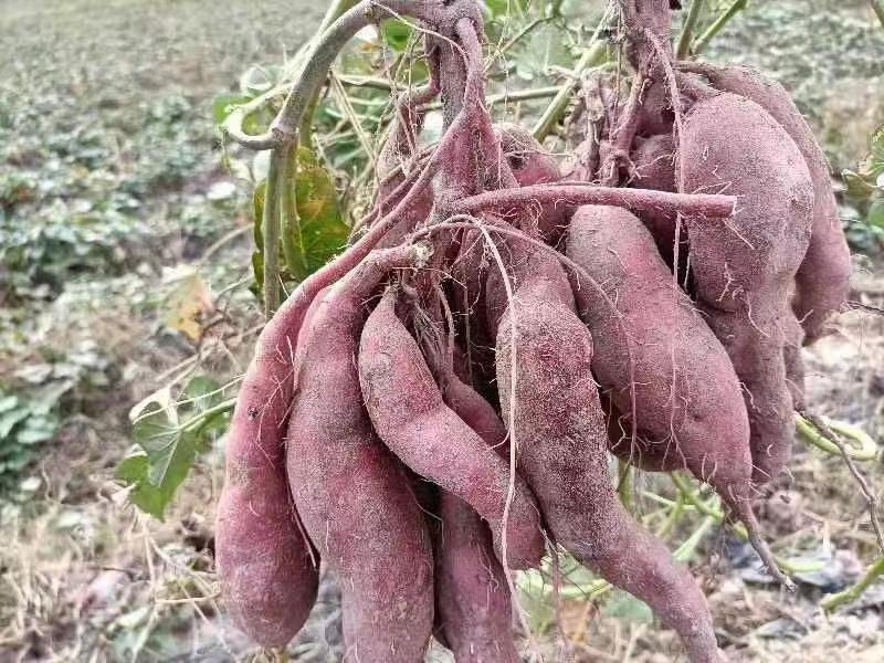 农户采收红薯特写图